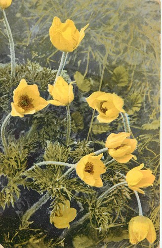Cartolina fiori alpini anemone - cartolina,