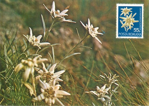 E0046 maxi card romania - e0046,