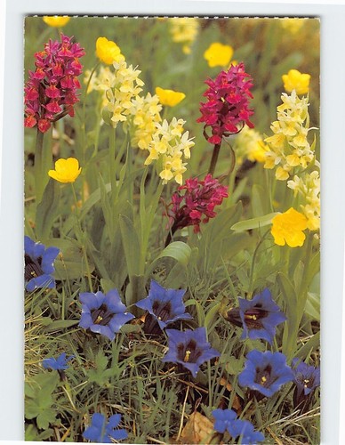 Fiori alpini 15159 - fiori, g-15159