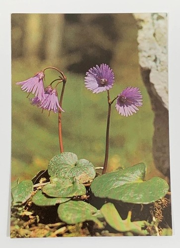 Cartolina alpine soldanella - cartolina,