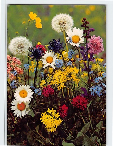 Cartolina fiori prato alpino - cartolina,