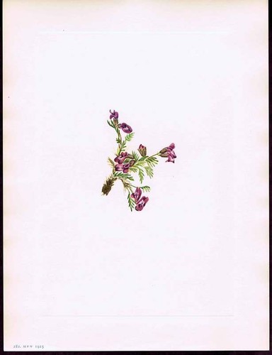 Alpine pointvetch 1925 mary - pointvetch,